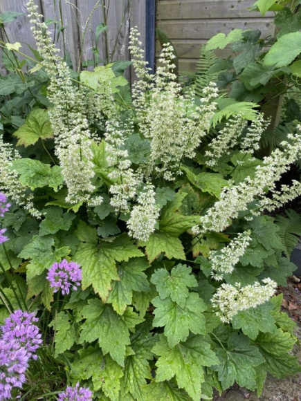 Гейхера виллоза Шантильи (Chantilly) купить с доставкой