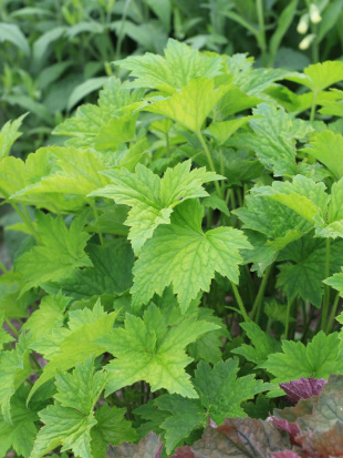 Гейхера виллоза Шантильи (Chantilly)