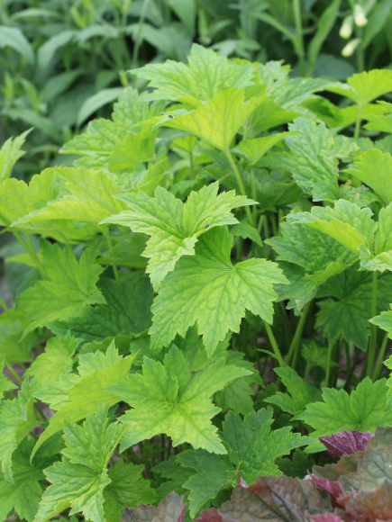 Гейхера виллоза Шантильи (Chantilly) купить с доставкой