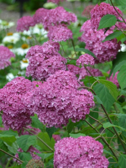 Гортензия Белла Анна (Bella Anna) древовидная купить с доставкой