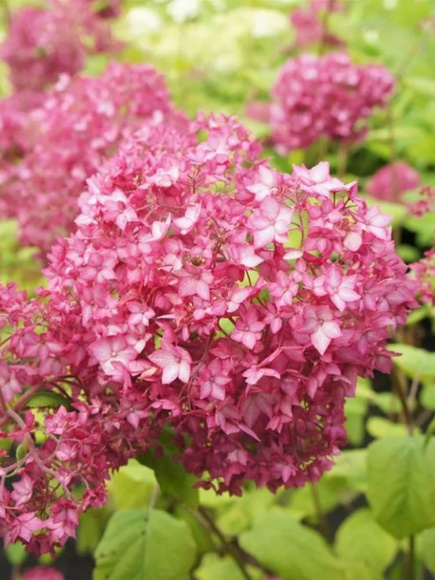 Гортензия Белла Анна (Bella Anna) древовидная купить с доставкой