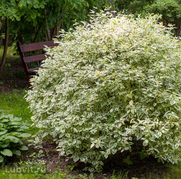 Дерен Элегантиссима (Elegantissima) купить с доставкой