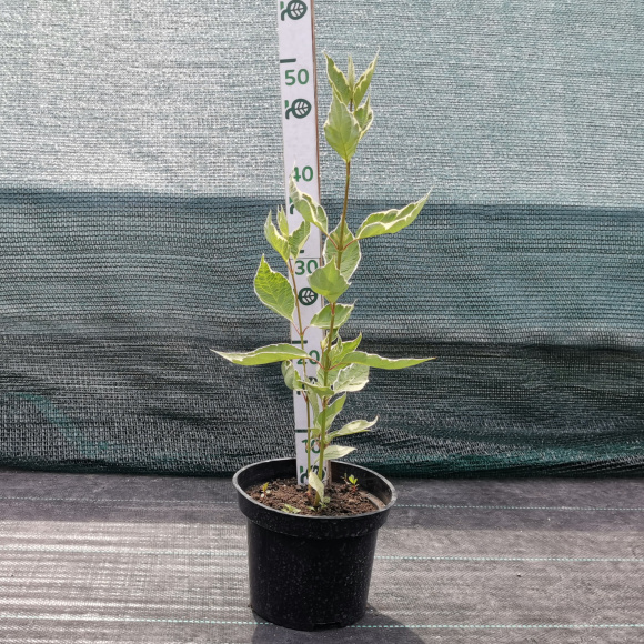 Дерен Элегантиссима  2 литра