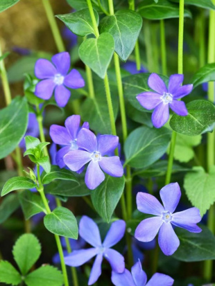 Барвинок (Vinca)