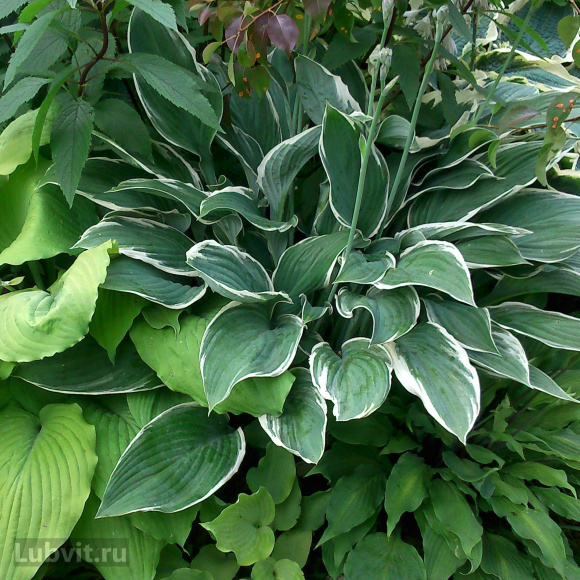 Хоста Том Шмидт (Tom Schmidt) [L] купить с доставкой