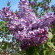 Сирень Маршал Конев купить с доставкой