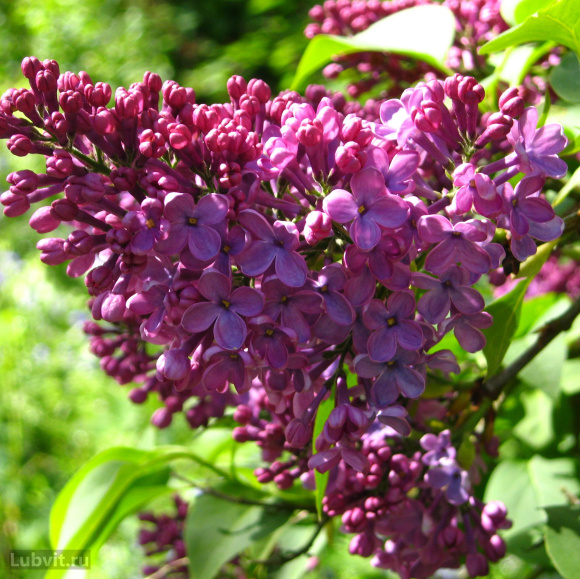 Сирень Маршал Конев купить с доставкой