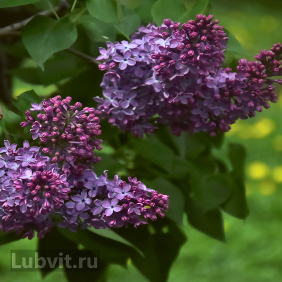 Сирень Маршал Конев купить с доставкой