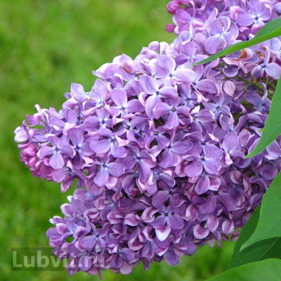 Сирень Маршал Конев купить с доставкой