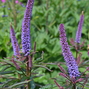 Вероникаструм Ред Арроуз (Red Arrows)