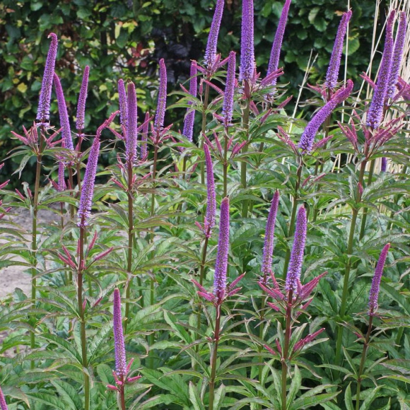 Вероникаструм Ред Арроуз (Red Arrows) купить с доставкой