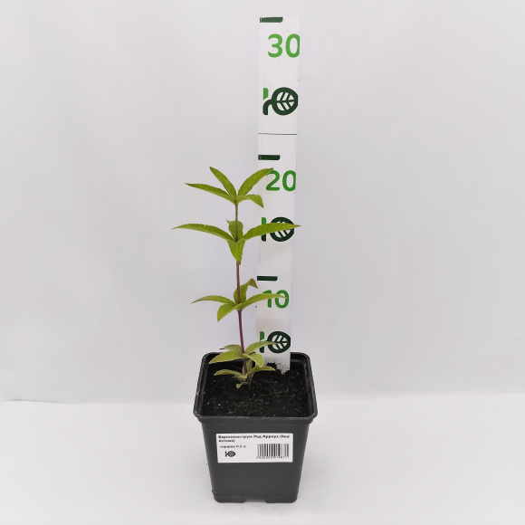 Вероникаструм Ред Арроуз (Red Arrows) купить с доставкой