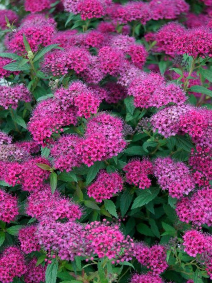 Спирея Антони Ватерер (Anthony Waterer) купить с доставкой