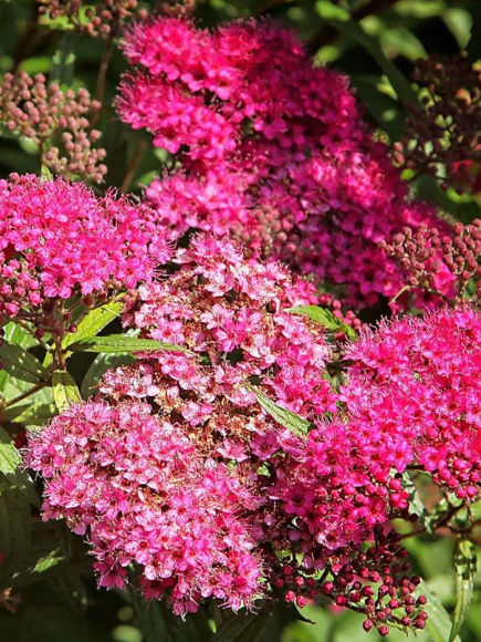 Спирея Антони Ватерер (Anthony Waterer) купить с доставкой