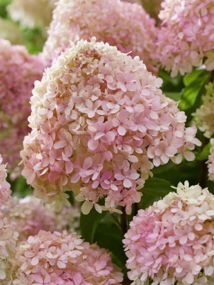 Гортензия Ливинг Литл Лав (Living Little Love) метельчатая