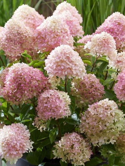 Гортензия Ливинг Литл Лав (Living Little Love) метельчатая купить с доставкой