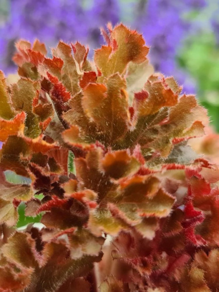 Гейхера Фрилли (Frilly) купить с доставкой