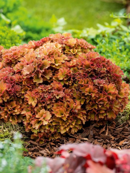 Гейхера Фрилли (Frilly) купить с доставкой