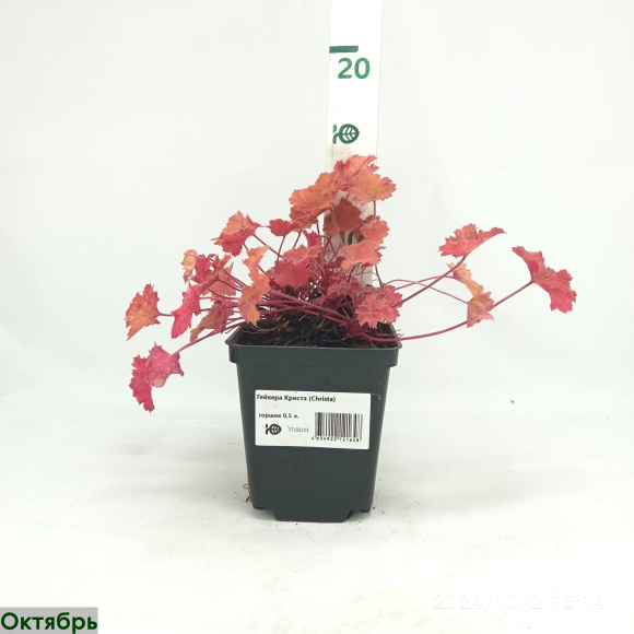 Гейхера Криста (Christa) купить с доставкой