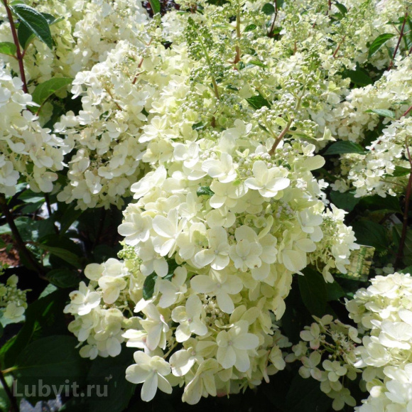 Гортензия Кэндллайт (Candlelight) метельчатая купить с доставкой