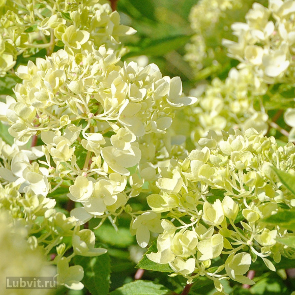 Гортензия Кэндллайт (Candlelight) метельчатая купить с доставкой