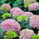 Гортензия Пепперминт (Peppermint) крупнолистная купить с доставкой