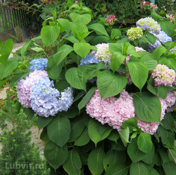 Гортензия Пепперминт (Peppermint) крупнолистная купить с доставкой