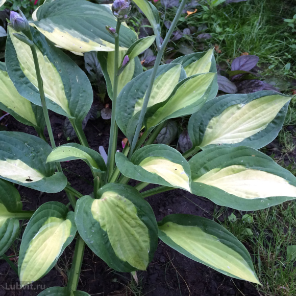 Хоста Джипси Роуз (Gypsy Rose) [М] купить с доставкой