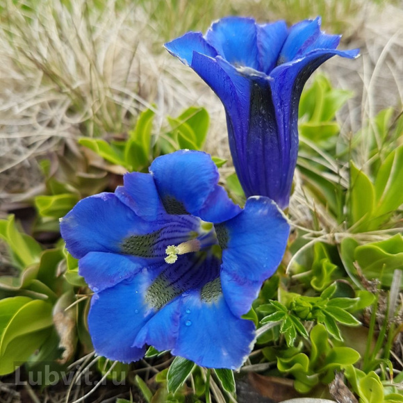 Горечавка Блю Стар (Blue Star) купить с доставкой