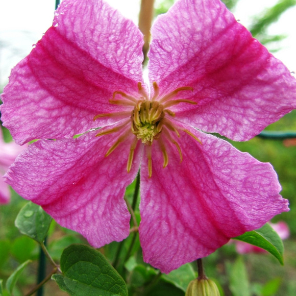 Клематис Краковяк PBR (Krakowiak) купить с доставкой