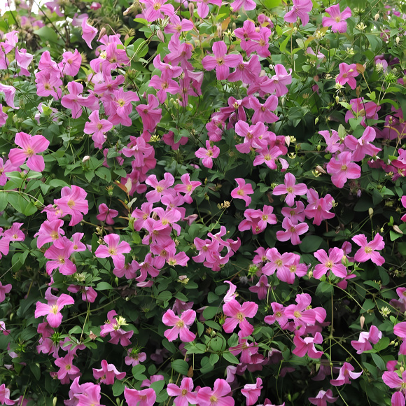 Клематис Краковяк PBR (Krakowiak) купить с доставкой