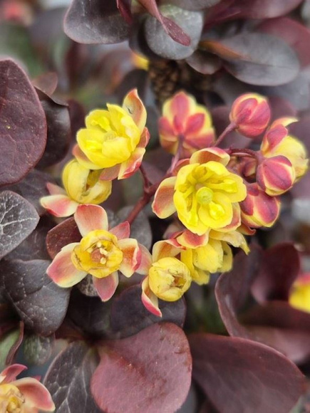 Барбарис Конкорд (Concorde) купить с доставкой