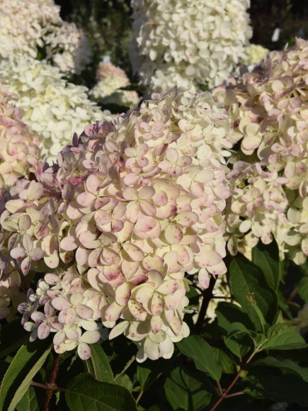 Гортензия Мэджикал Фуджи (Magical Fuji) метельчатая купить с доставкой