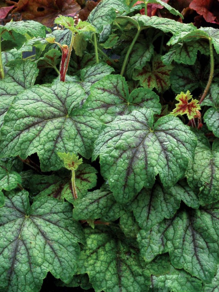 Гейхерелла Глейсер Фоллс (Glacier Falls) купить с доставкой