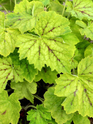 Гейхерелла Глейсер Фоллс (Glacier Falls)