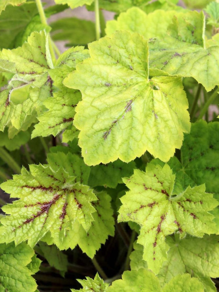 Гейхерелла Глейсер Фоллс (Glacier Falls) купить с доставкой