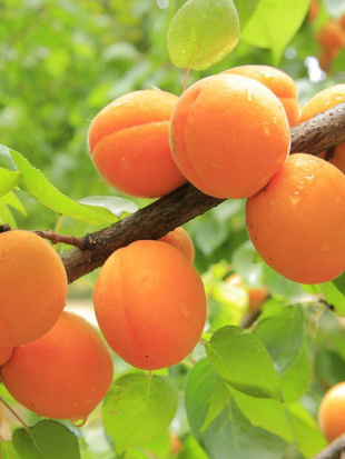 Абрикос Жигулевскийм сувенир