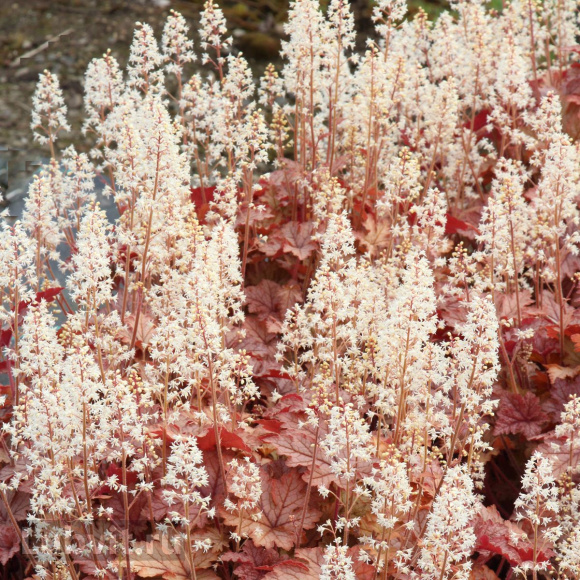 Гейхерелла Хани Роуз (Honey Rose) купить с доставкой