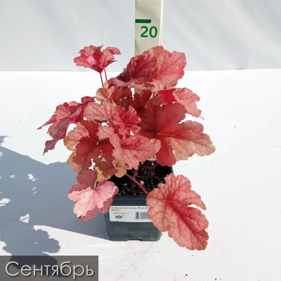 Гейхерелла Хани Роуз (Honey Rose) купить с доставкой