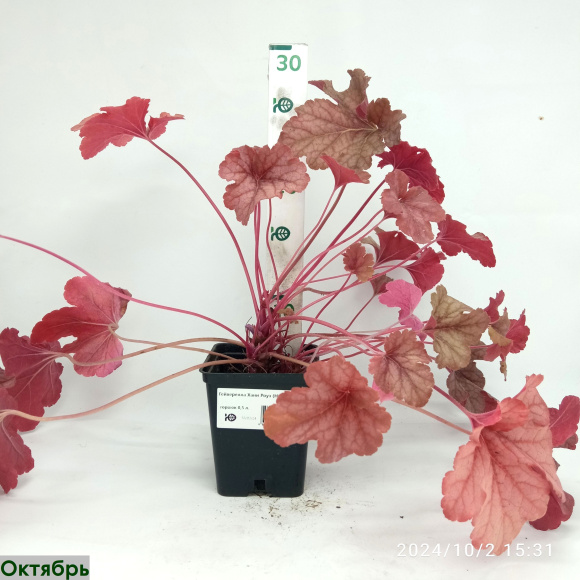 Гейхерелла Хани Роуз (Honey Rose) купить с доставкой