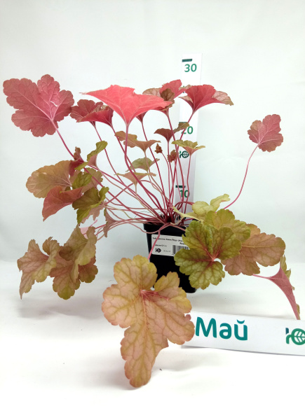 Гейхерелла Хани Роуз (Honey Rose) купить с доставкой