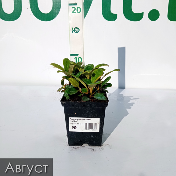 Рододендрон Хеллики (Hellikki) купить с доставкой