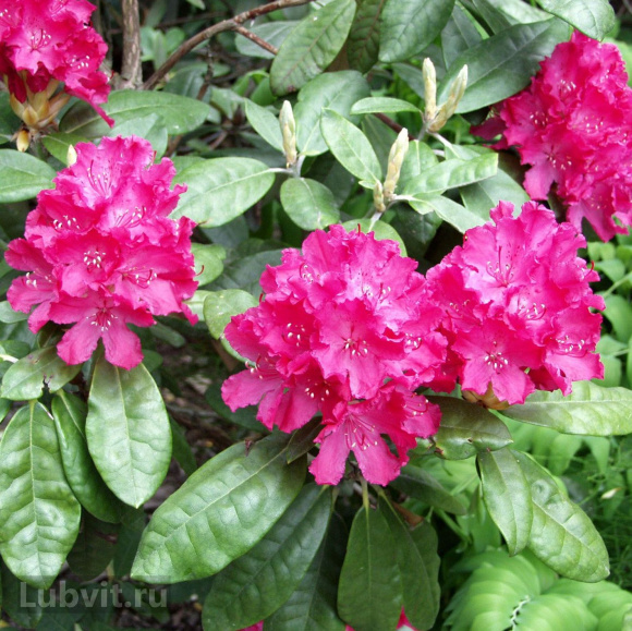 Рододендрон Хеллики (Hellikki) купить с доставкой