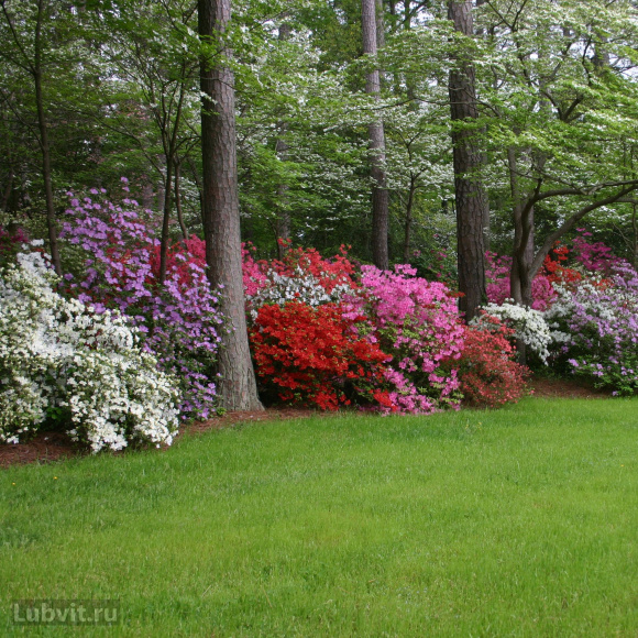 Рододендрон Хеллики (Hellikki) купить с доставкой
