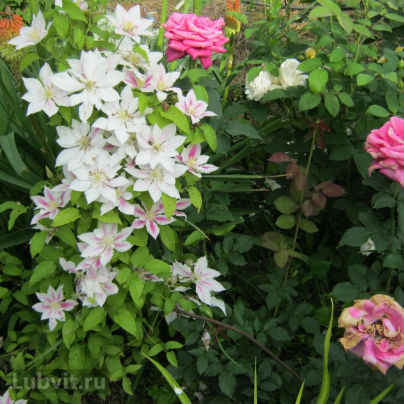 Клематис Андромеда (Andromeda) купить с доставкой