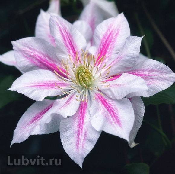 Клематис Андромеда (Andromeda) купить с доставкой