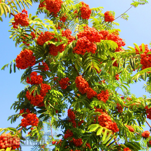 Рябина Ассортимент купить с доставкой