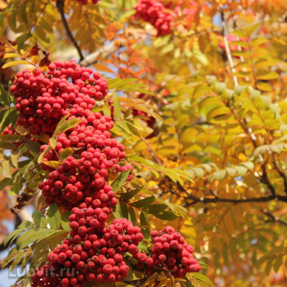 Рябина Ассортимент купить с доставкой
