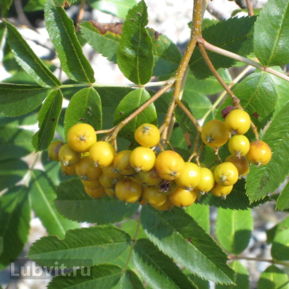 Рябина Ассортимент купить с доставкой