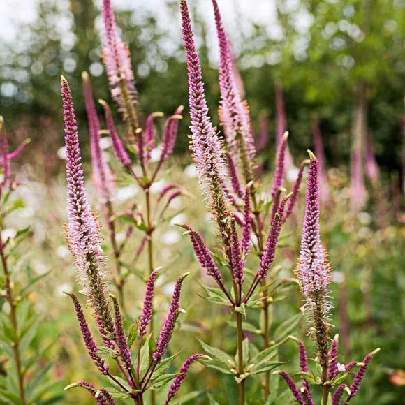 Вероникаструм Эрика (Erica) купить с доставкой